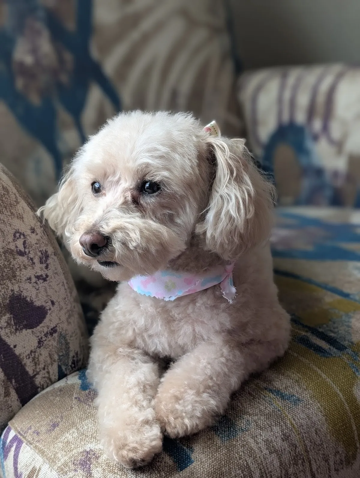 Puppy Luv Grooming