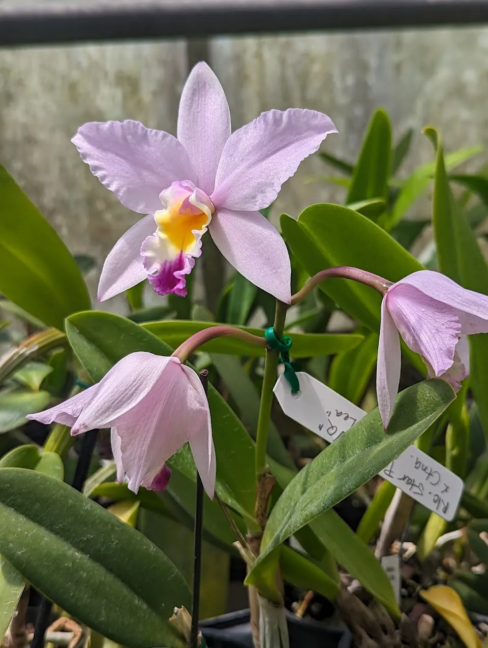 Coastal Georgia Botanical Gardens at the Historic Bamboo Farm