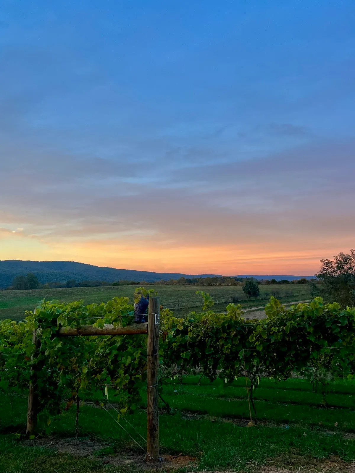 White Dog Winery