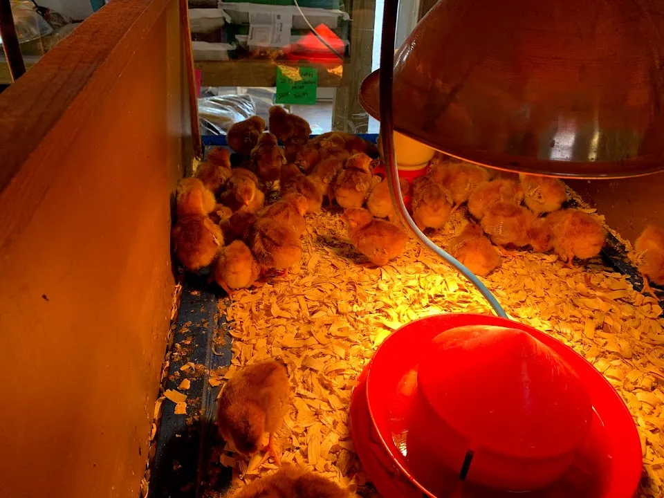 Currituck Feed And Seed