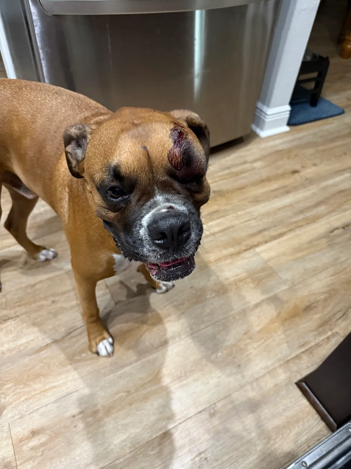 All County Animal Hospital