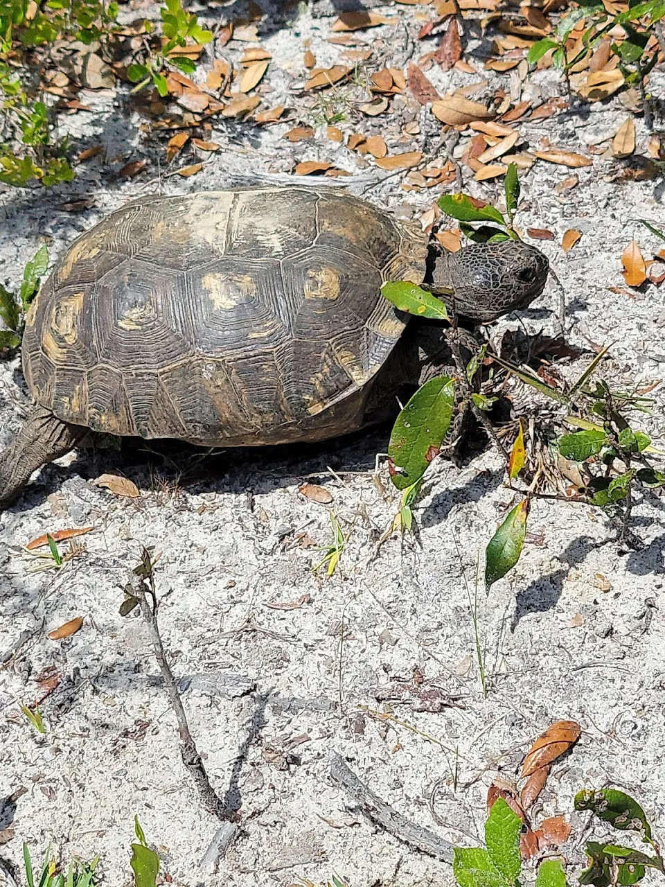 Weeki Wachee Preserve