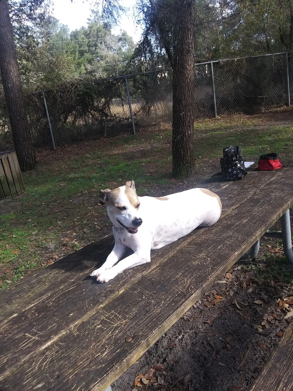 Rotary Centennial Dog Park