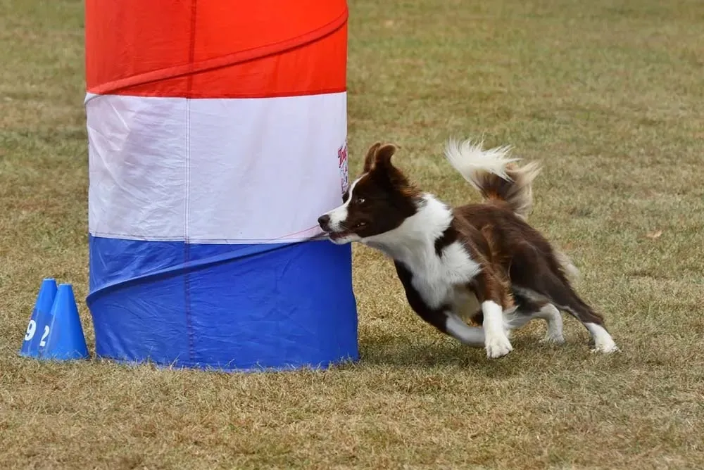 New York State Canine Expo