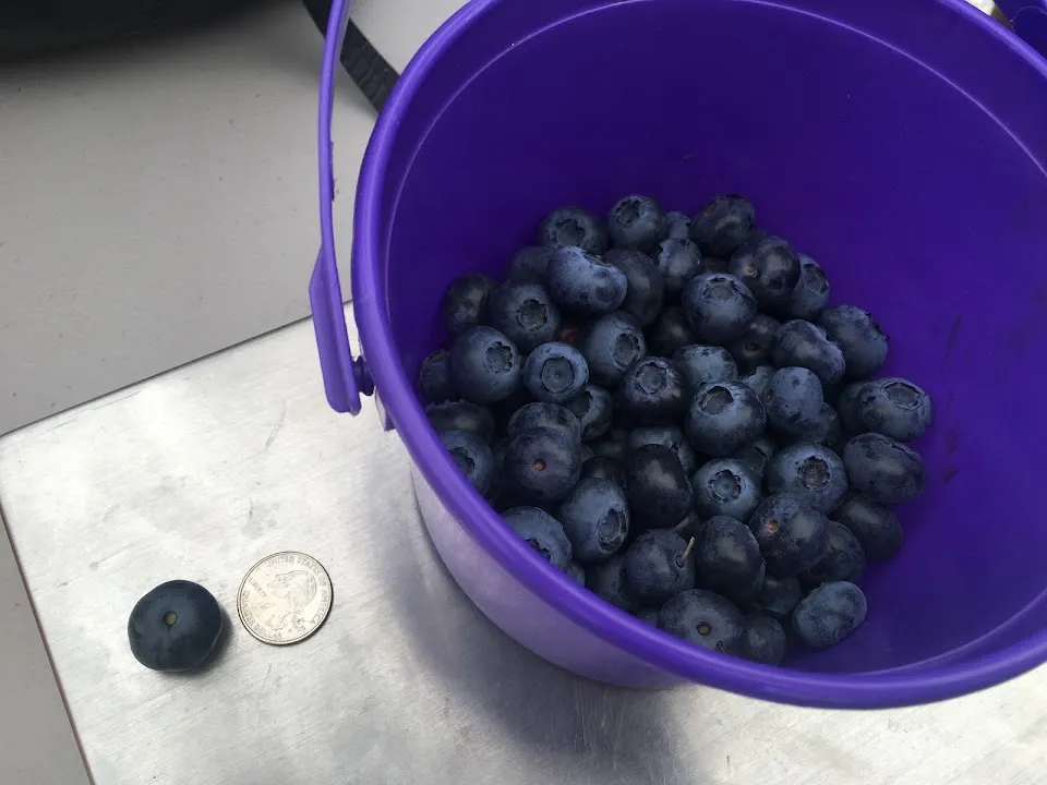 Halfway Acres (Organic Blueberries U-Pick )
