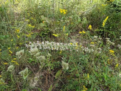 Terrace Trail