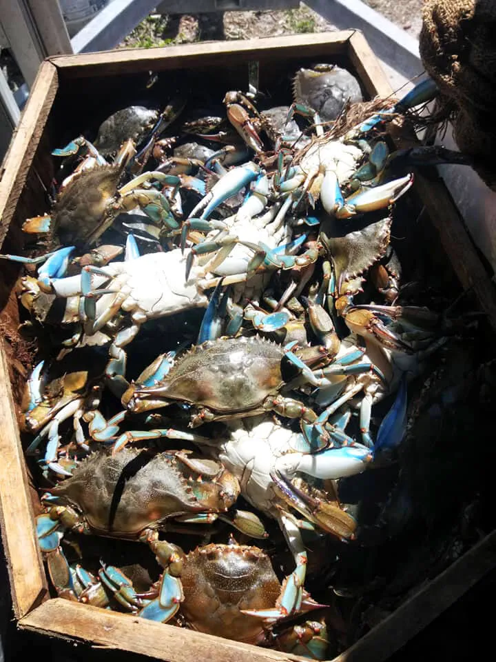 Jabo's BBQ and Seafood