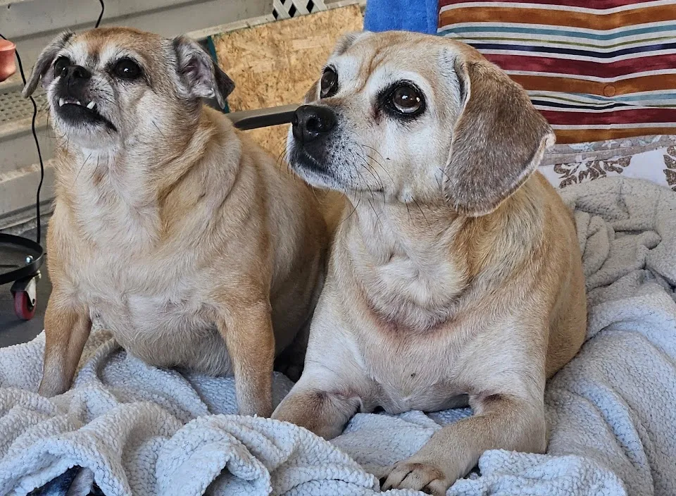 Halifax Veterinary Center