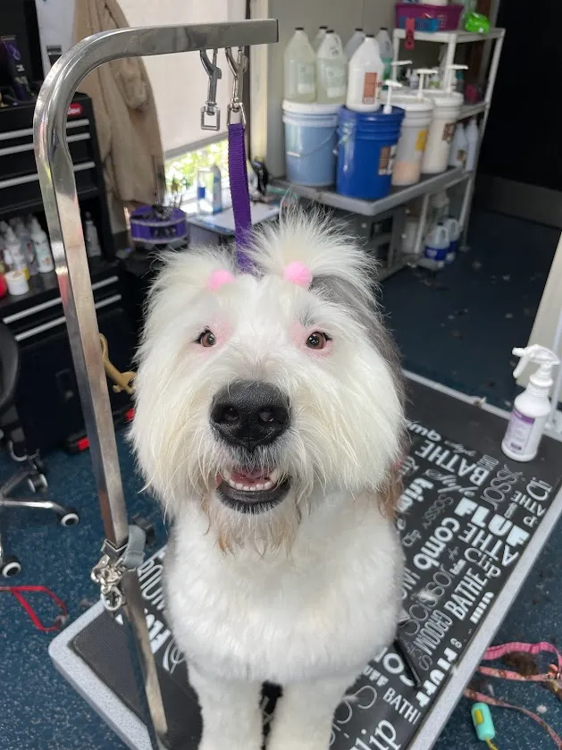 Pauline's Pet Styling
