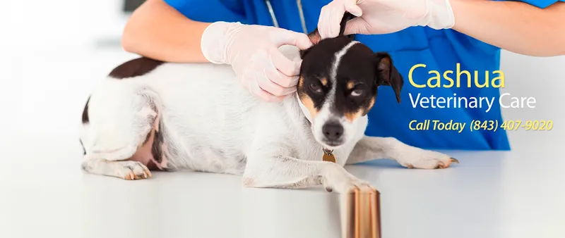 Cashua Veterinary Care