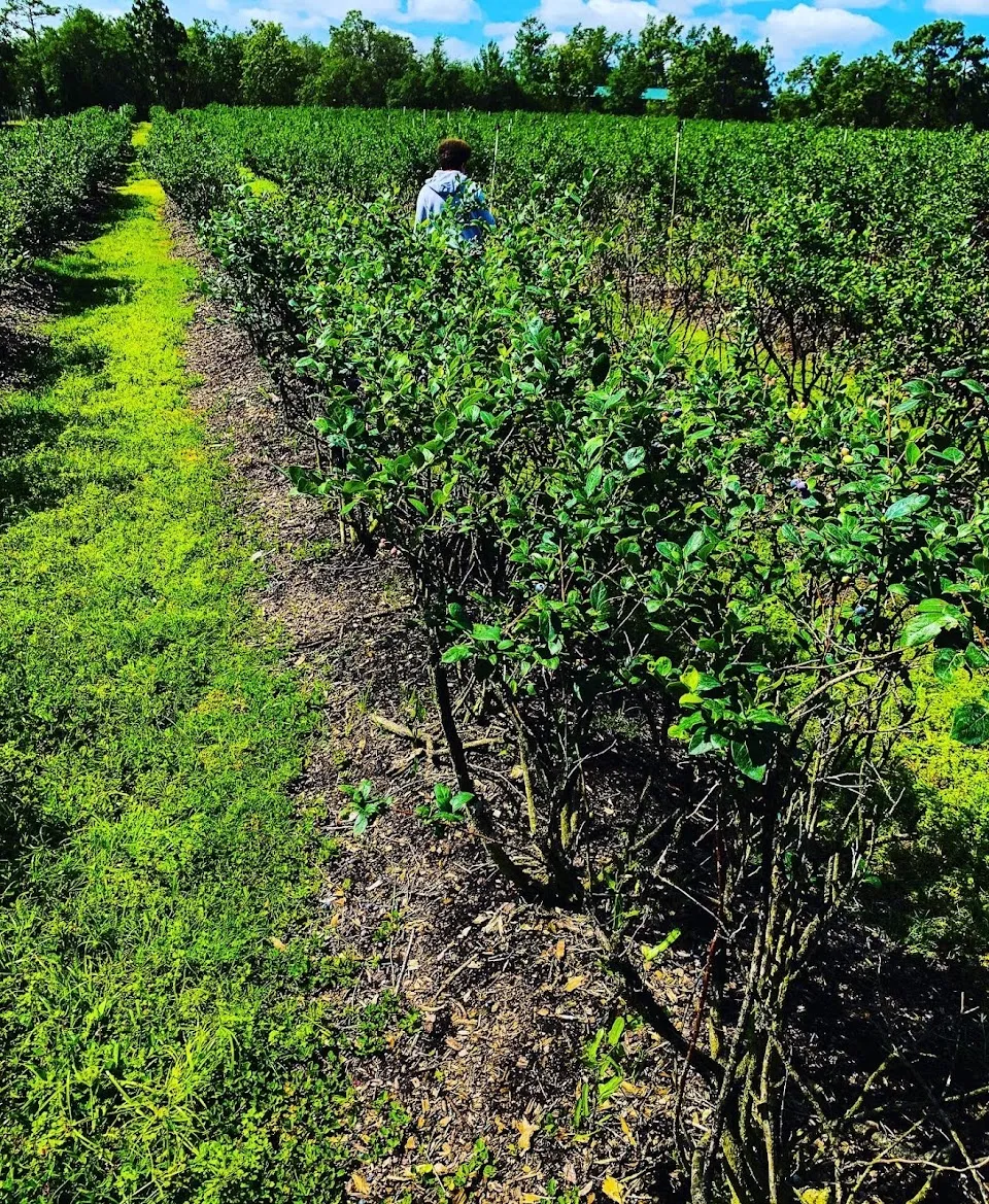 Margo's Blueberry Farm