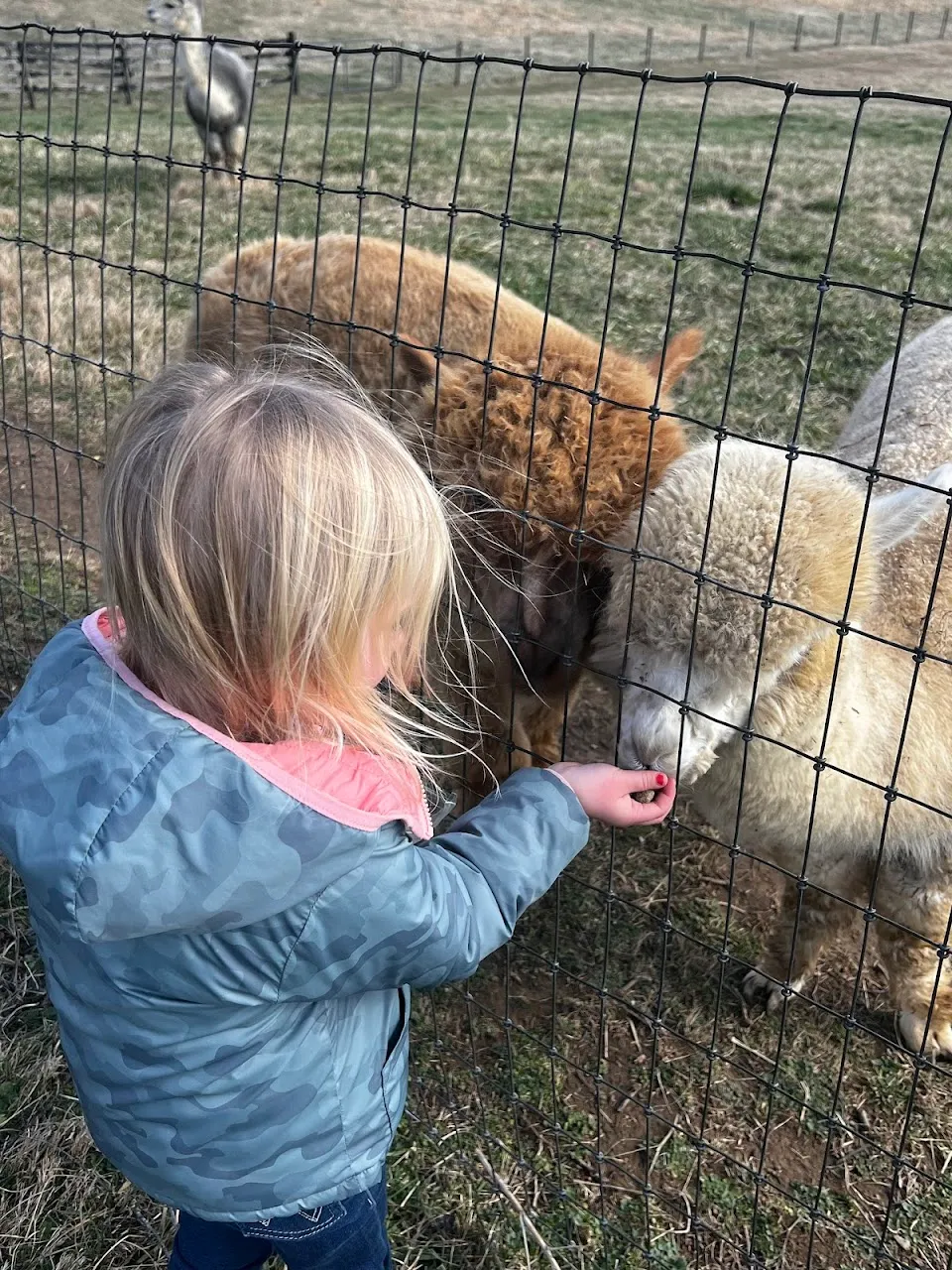 Dreamland Alpacas LLC