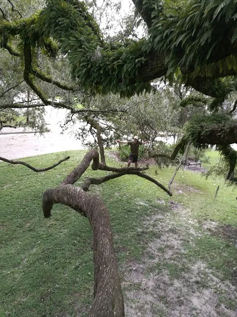 McCauley Park