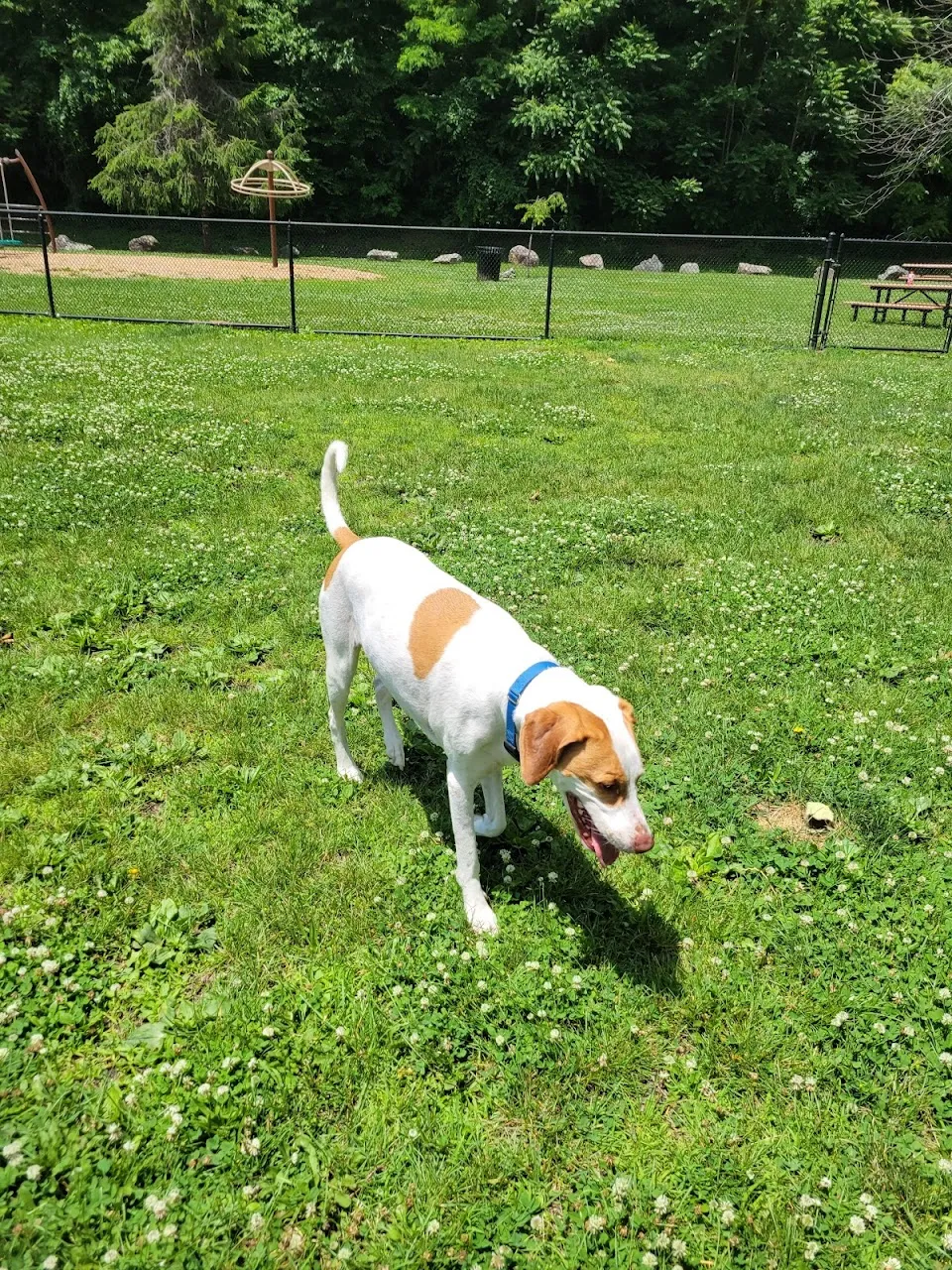 Tuxedo Dog Park