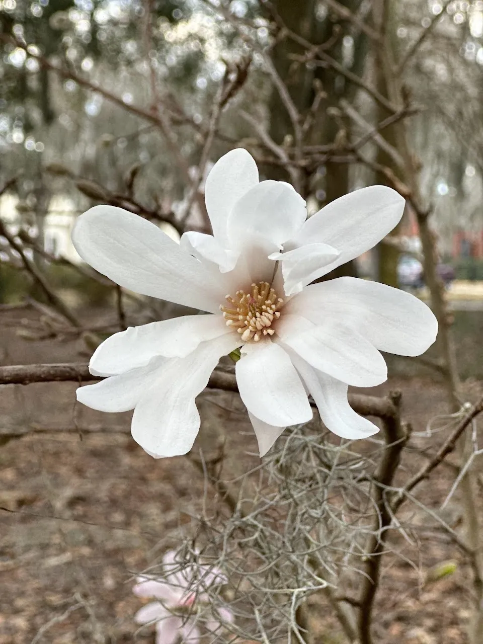 Theus Park
