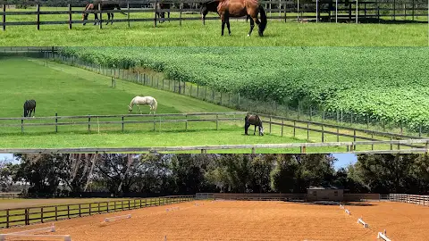 Under The Oaks Equestrian Center