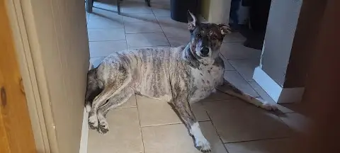 Pick of the Litter