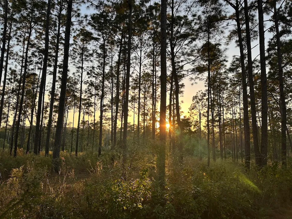 Chinsegut Wildlife and Environmental Area (WEA)