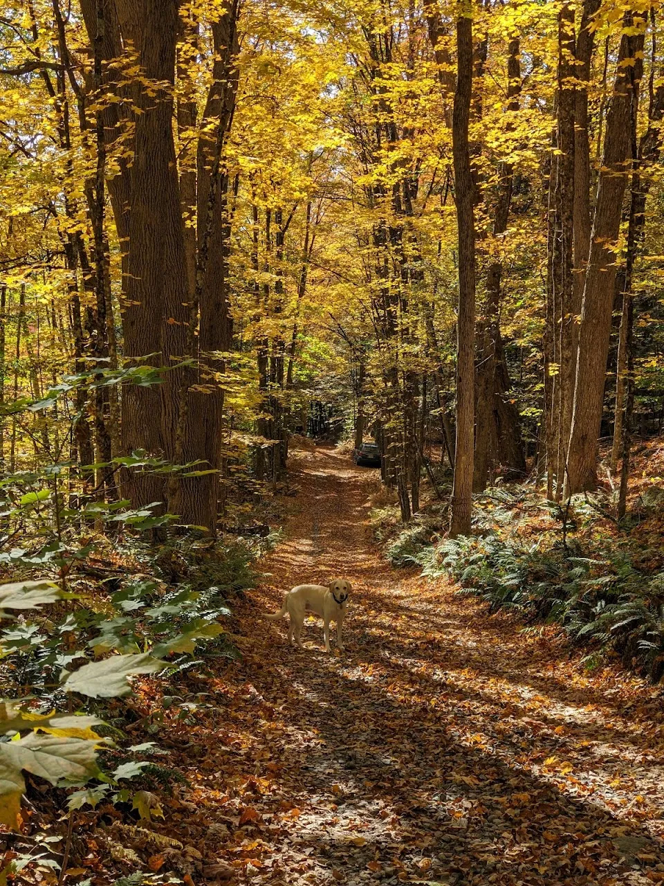 Cornish Town Forest