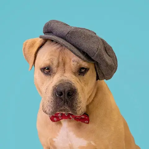 Southeast Volusia Humane Society