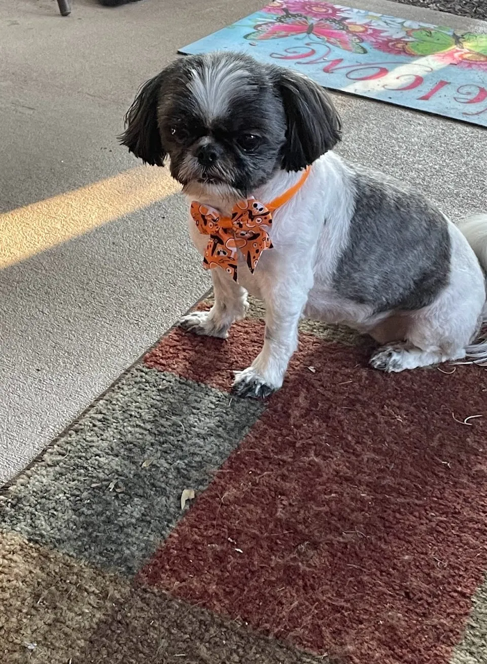 All Pet Grooming