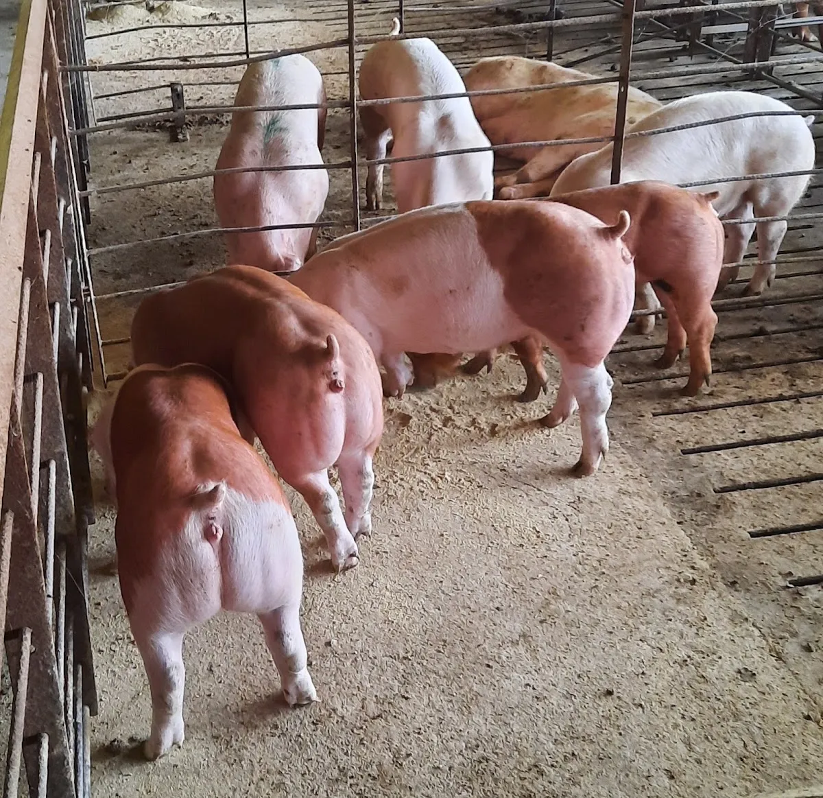 Anderson Farms Pork
