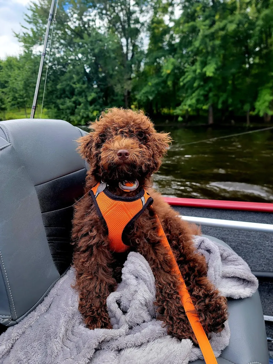 Wagging IT In The ADK, LLC
