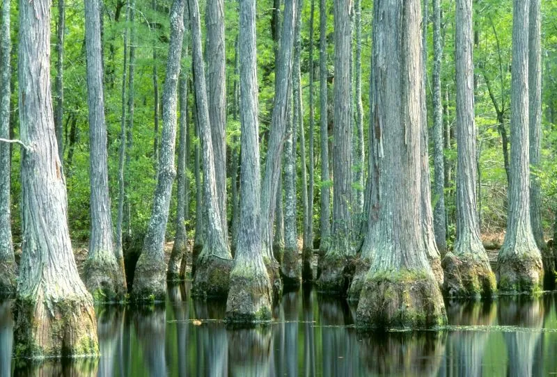 Francis Marion National Forest