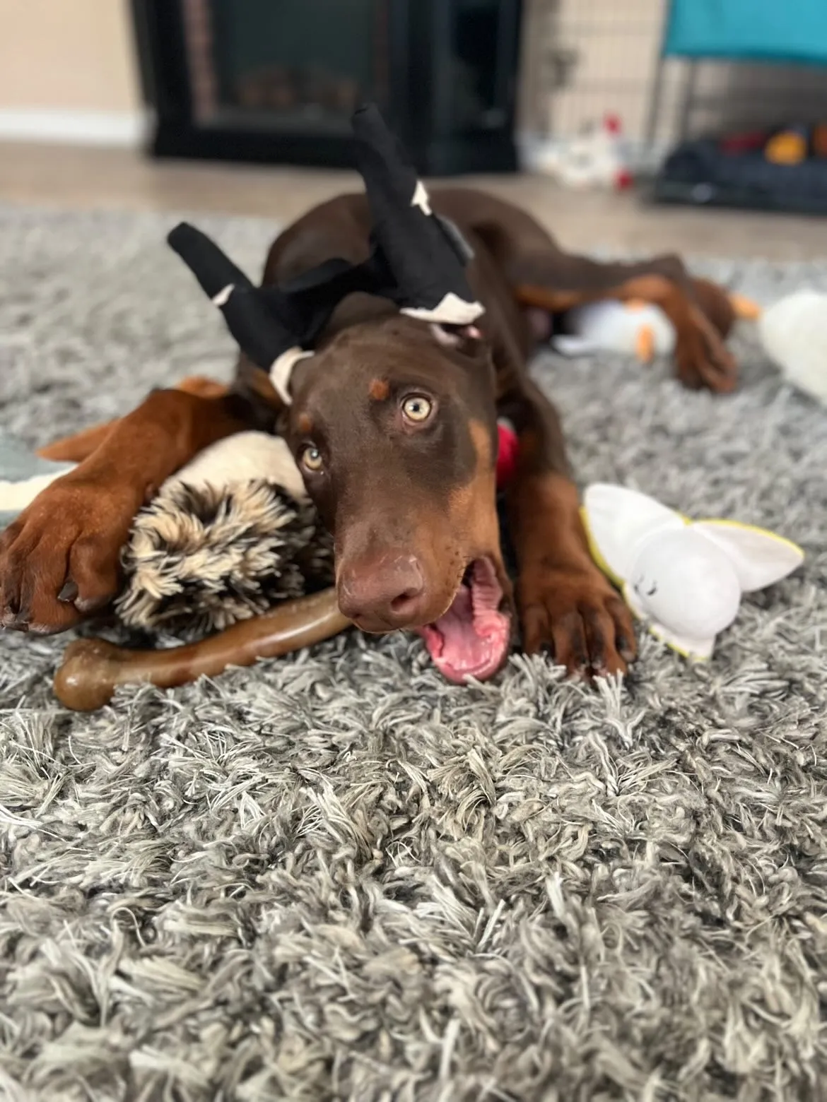 The Loyal Paws