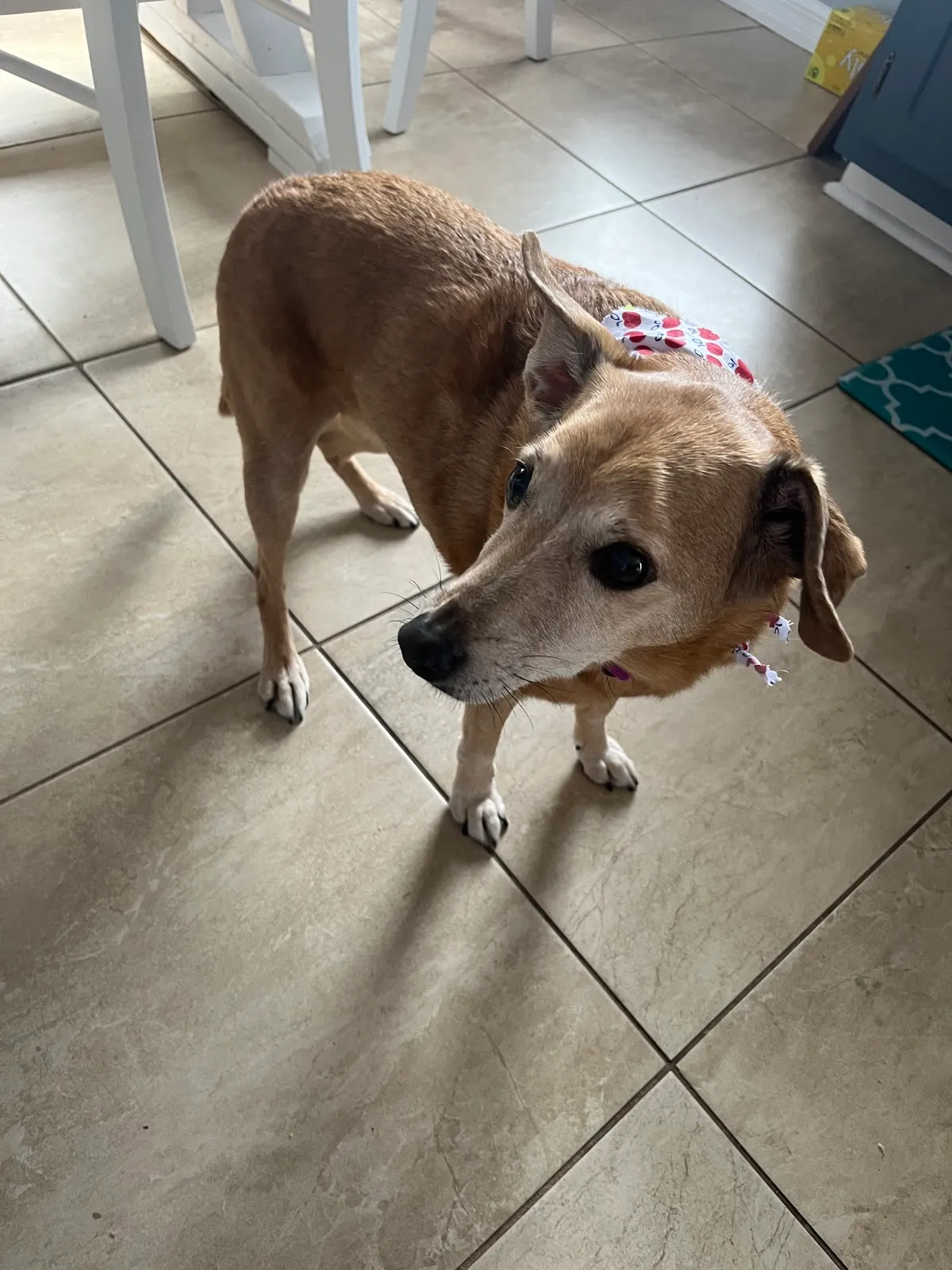 Julie's Dog Grooming
