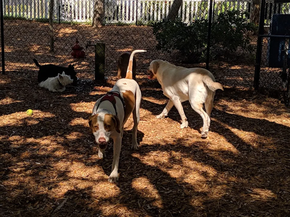 Happy Tails Dog Park - Ponce Inlet