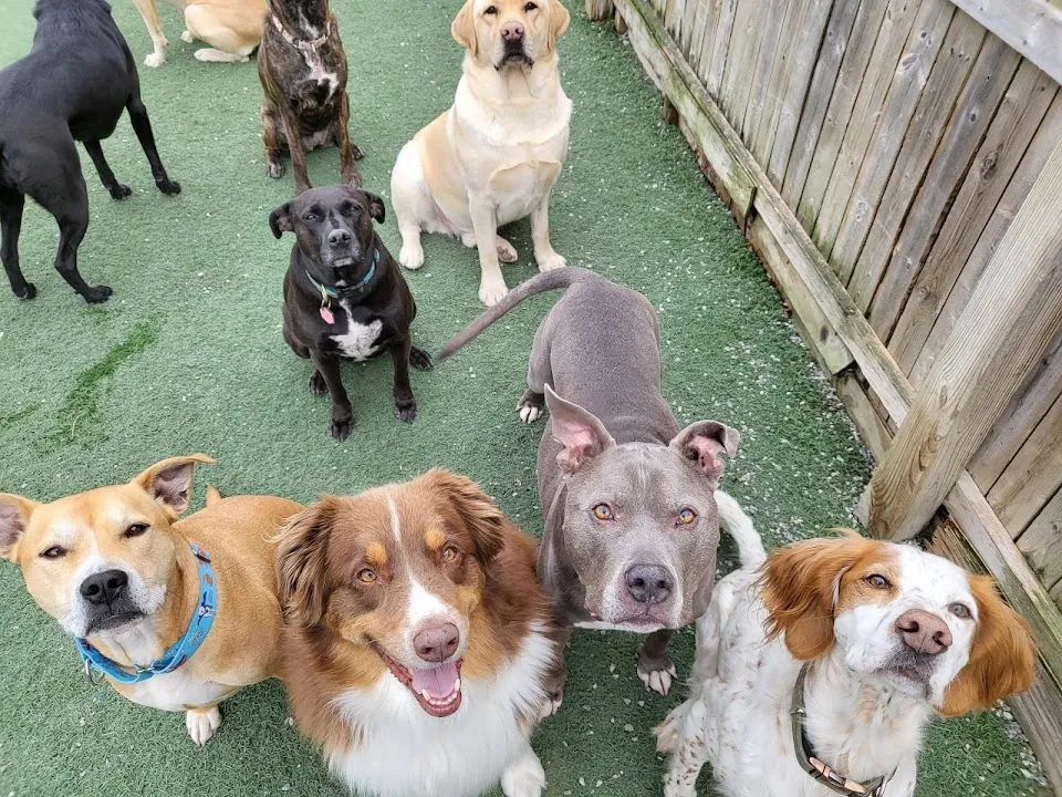 Tail Chasers Pet Boutique