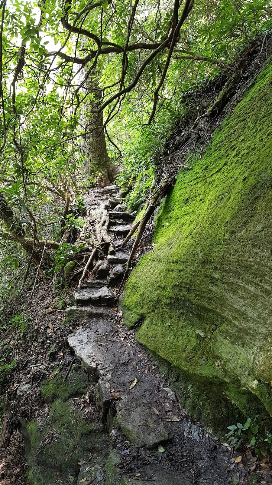 Chattooga Cliffs