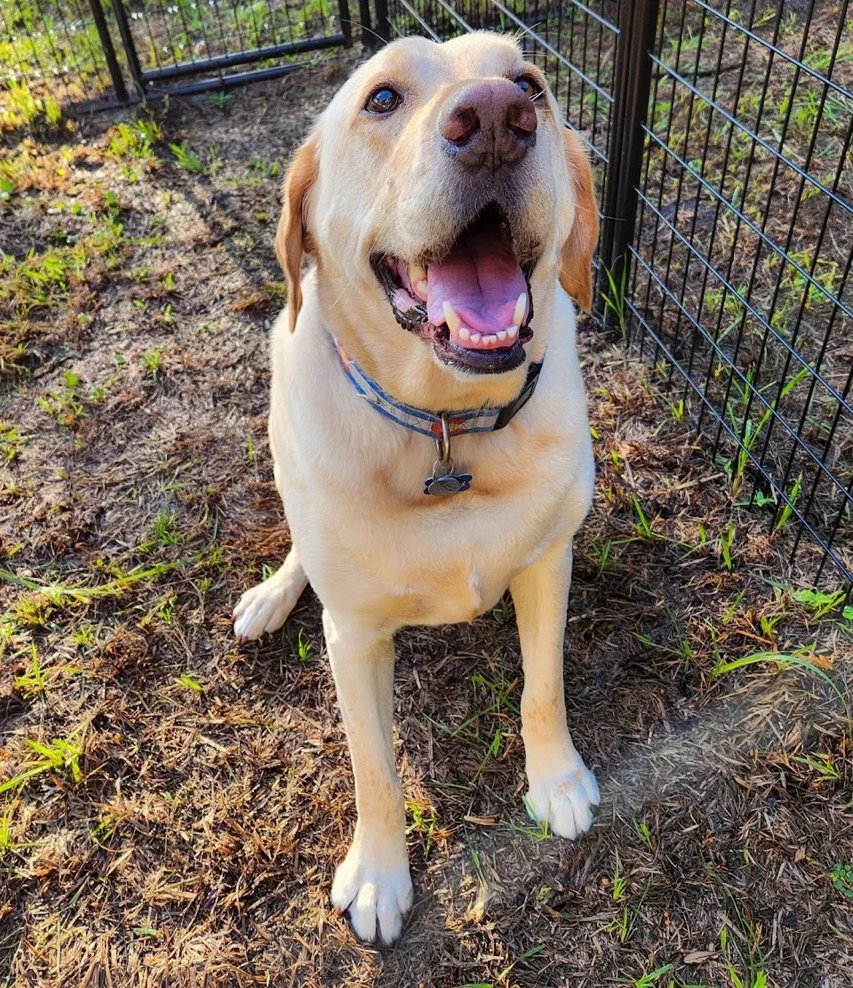 Nala's Ranch: Dog Boarding & Training