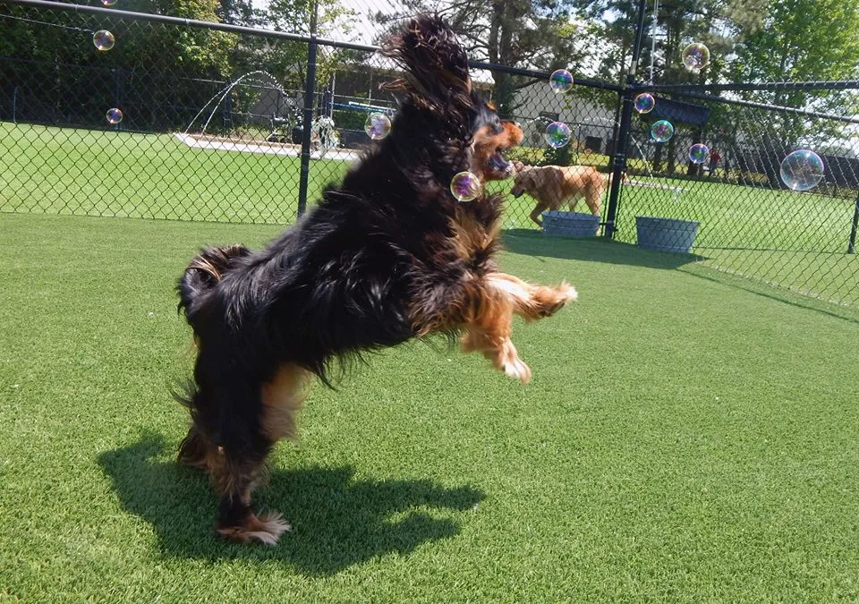 Woofers Pet