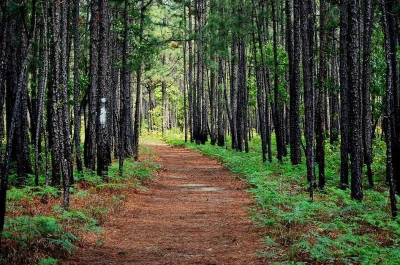 Francis Marion National Forest