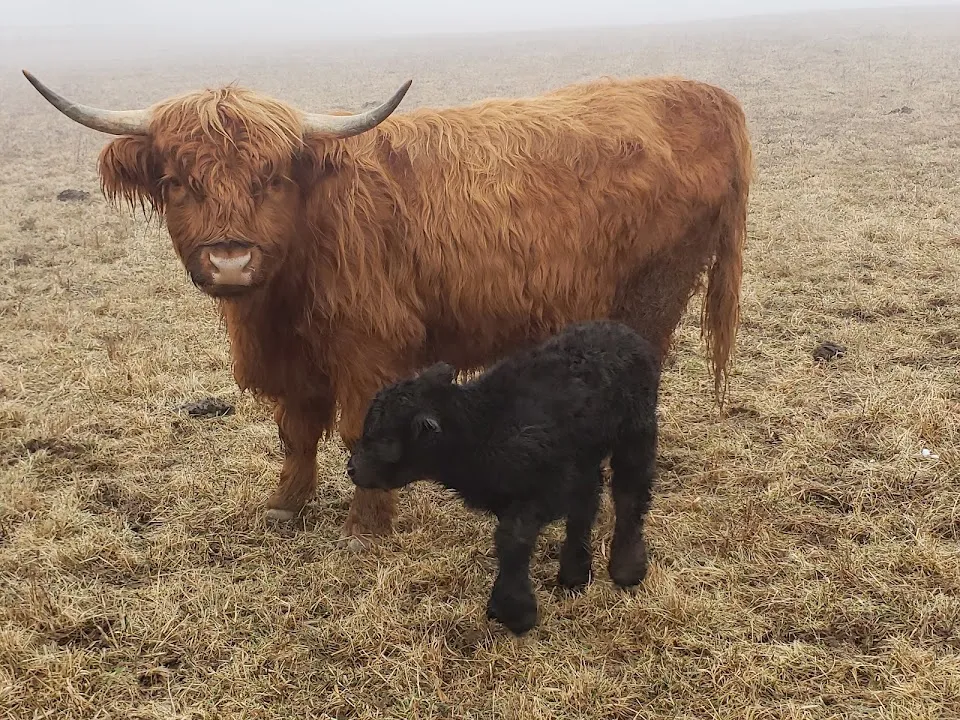 Taffera Family Farms