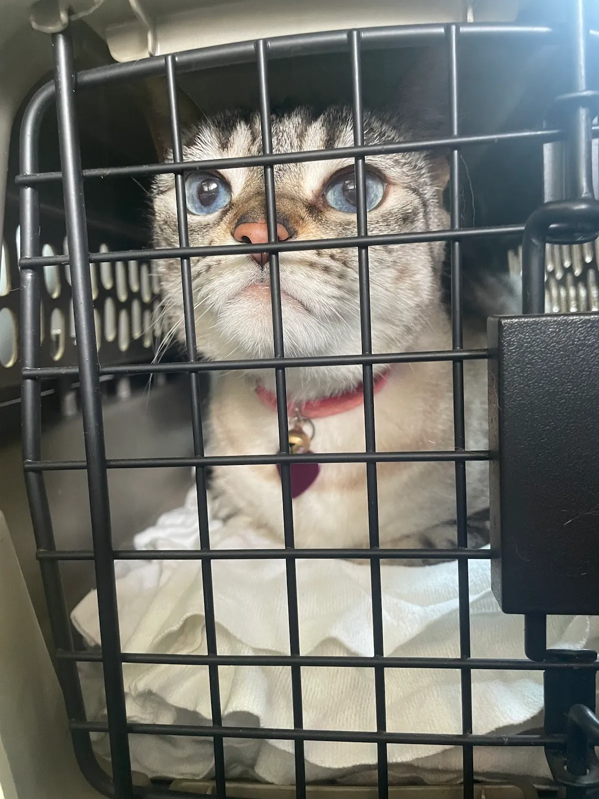 Hernando Animal Hospital