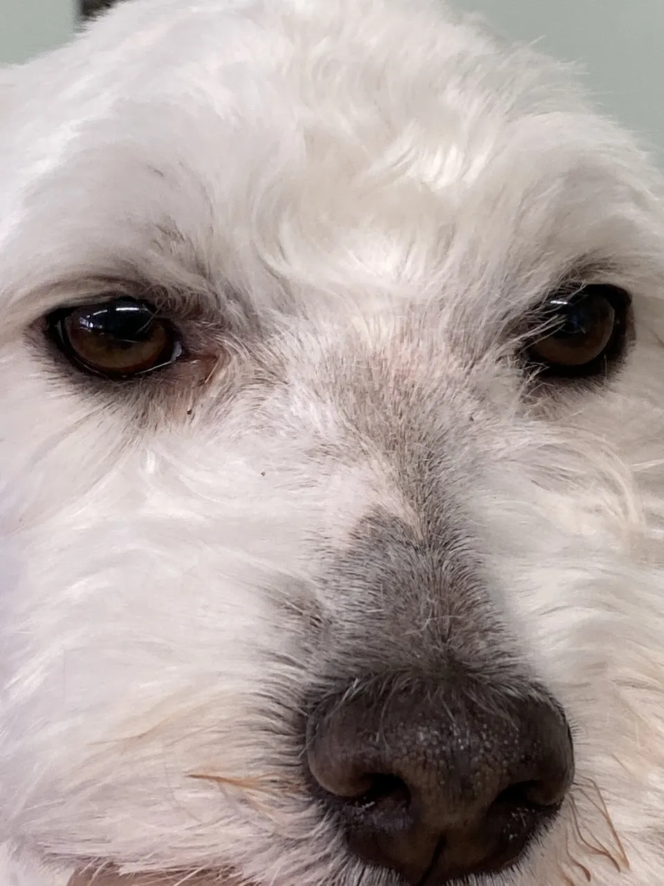 Libbylu’s Puppy Do’s