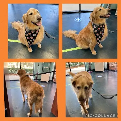 Pauline's Pet Styling