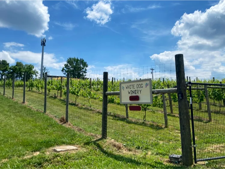 White Dog Winery