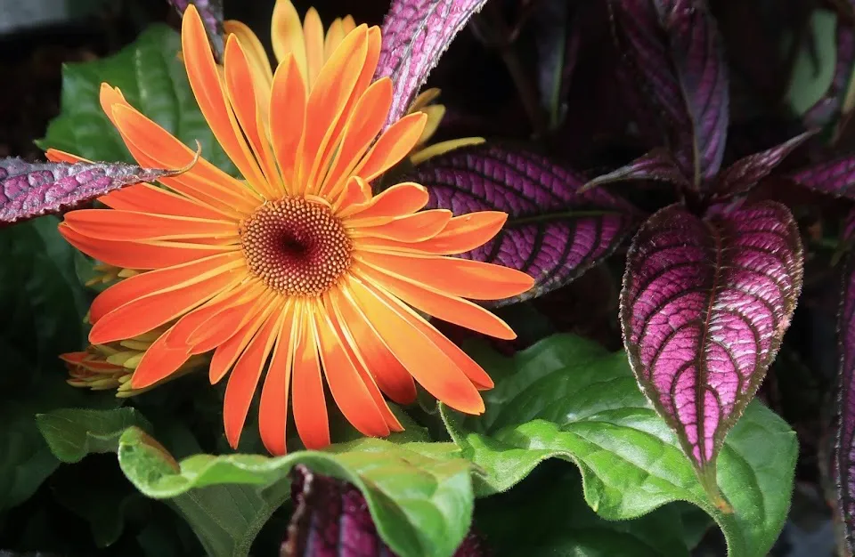 Lindley's Garden Center