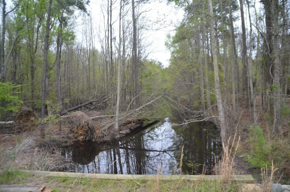Santee National Wildlife Refuge - Cuddo Unit