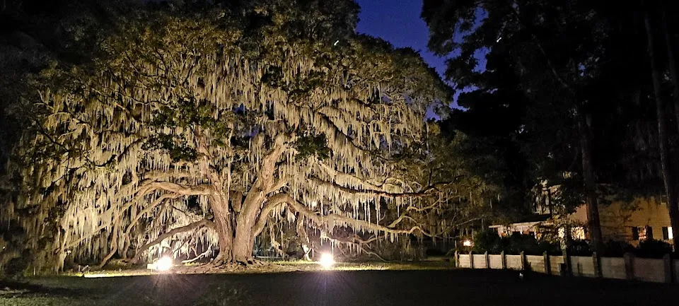 The Majestic Oak Tree