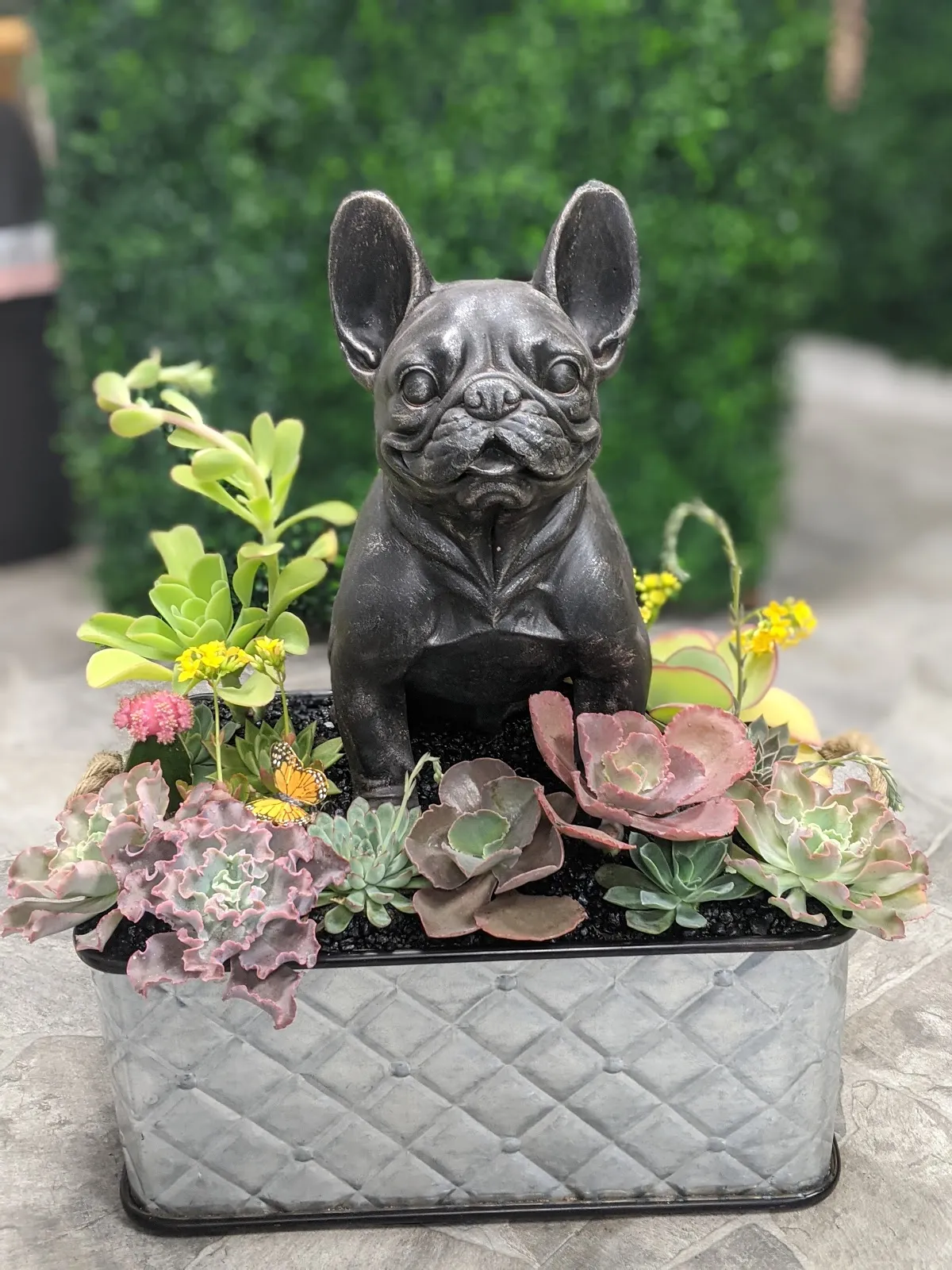 Succulent City