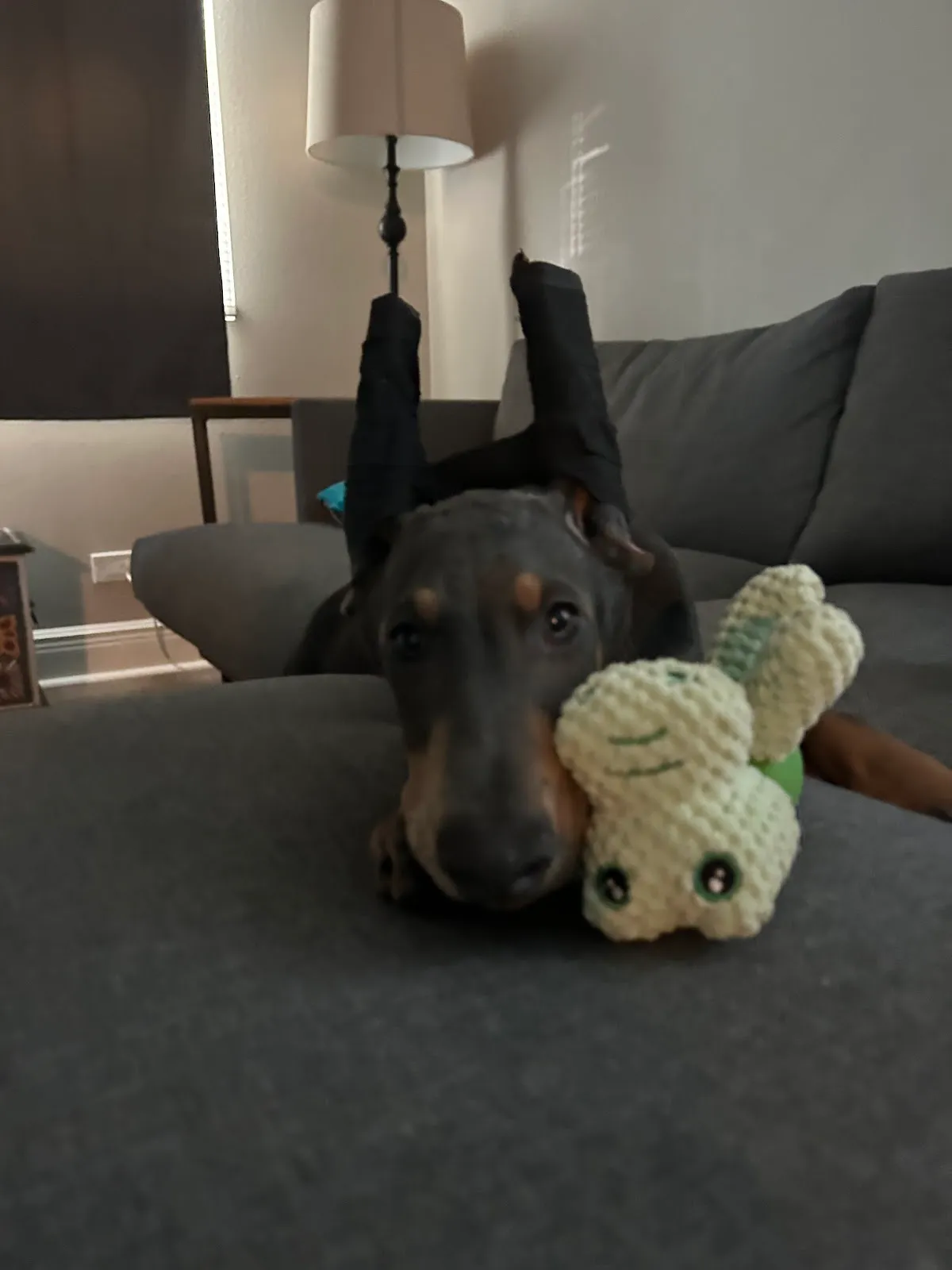 The Loyal Paws