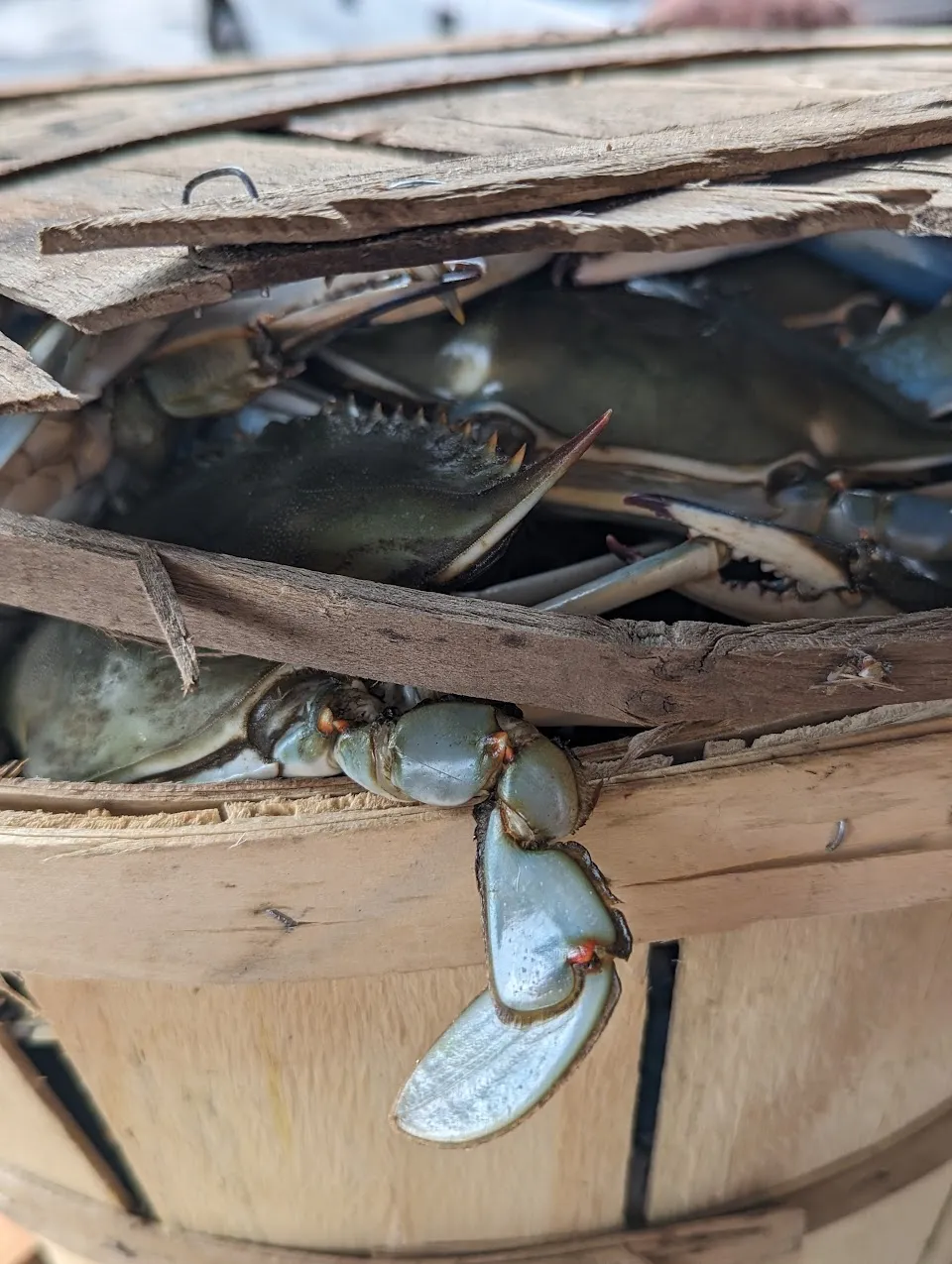 Bay Hundred Seafood Inc