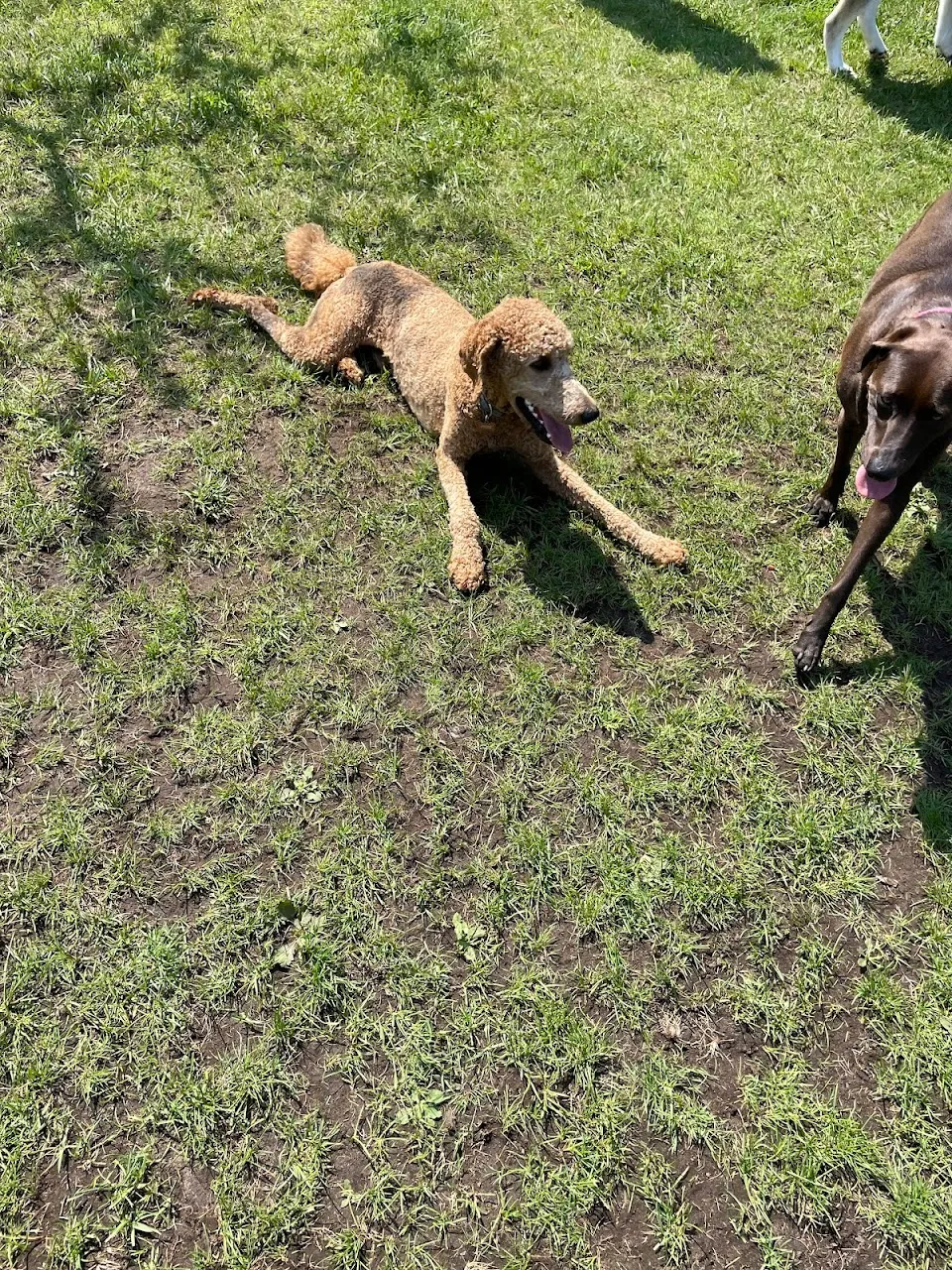 Dog Park
