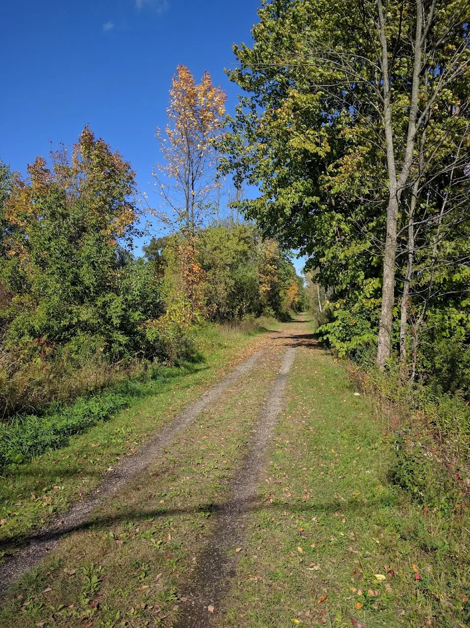 Friends Of The White Pine Trail