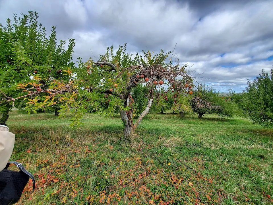 Masker Orchards